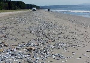 صور.. نفوق مئات الأطنان من الأسماك على شواطئ تشيلي
