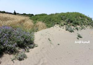 قصة زراعة الكثبان الرملية بالخارجة وتحويلها لمسطحات خضراء والتدريب على زراعتها