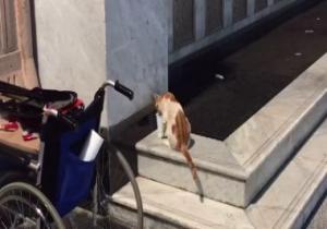 حاج يروى ظمأ قطة أثناء بحثها عن الماء بمحيط المسجد النبوى