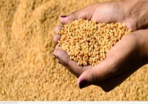 خطة لزيادة محصول القمح فى كفر الشيخ بعد زراعة 200 ألف فدان