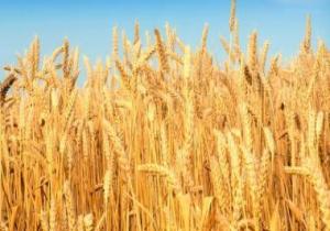 ما هى أهم التوصيات الفنية لمزارعى القمح خلال شهر أبريل وأثناء الحصاد