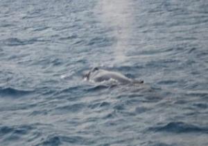"الحوت الأحدب" يظهر فى مياه البحر الأحمر بعد عامين من آخر ظهور له