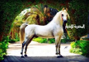 نفوق أجمل حصان في مصر، ثمنه 10 ملايين $، لأسباب مؤسفة