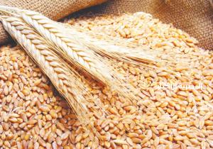 الحكومة ترد على شائعات تعثر مصر في سداد مدفوعات وارداتها من القمح المستورد